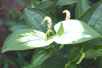삼백초 효능