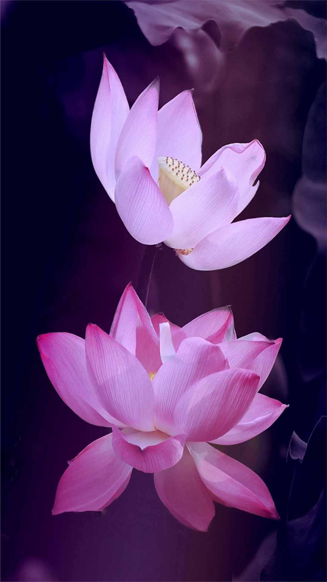 Lotus Flower iPhone Wallpaper