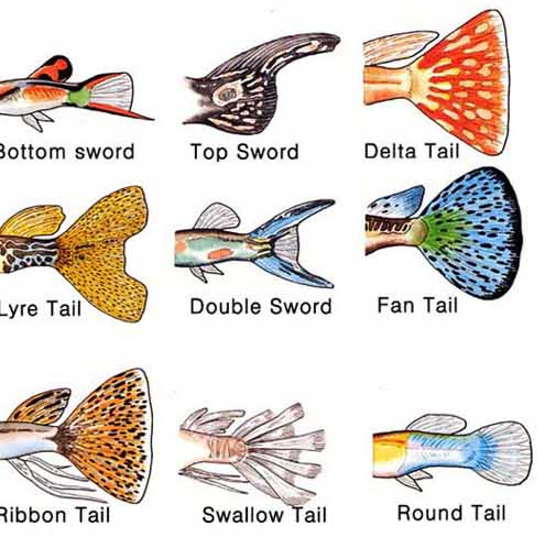 구피의 다양한 생김새 5