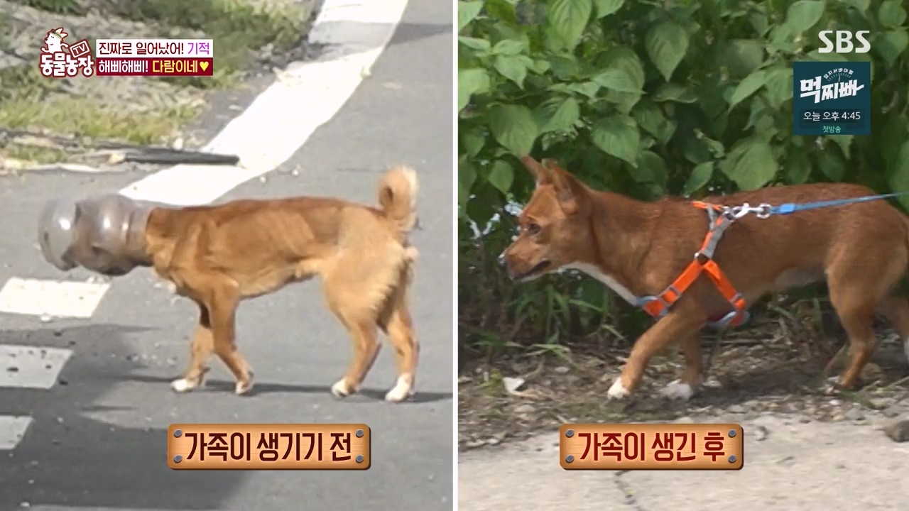 TV 동물농장.E1140.231009p-NEXT.mp4_20231008_174821.999.jpg