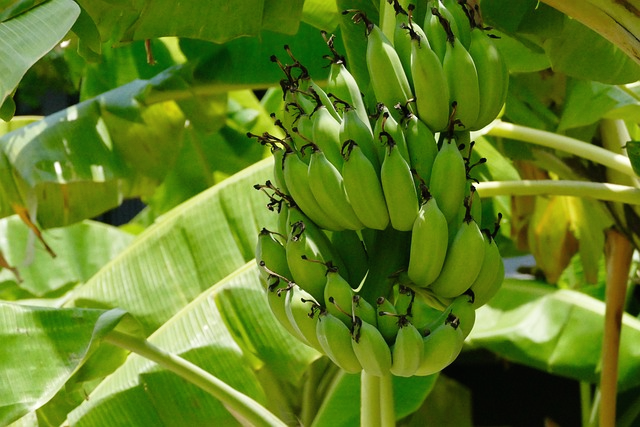 바나나-나무
