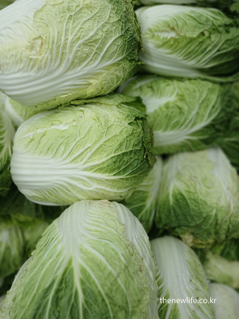 Fresh napa cabbages stacked in a market, good for light and low-calorie meals-시장에서 쌓여 있는 신선한 배추, 저칼로리 식단에 적합한 채소