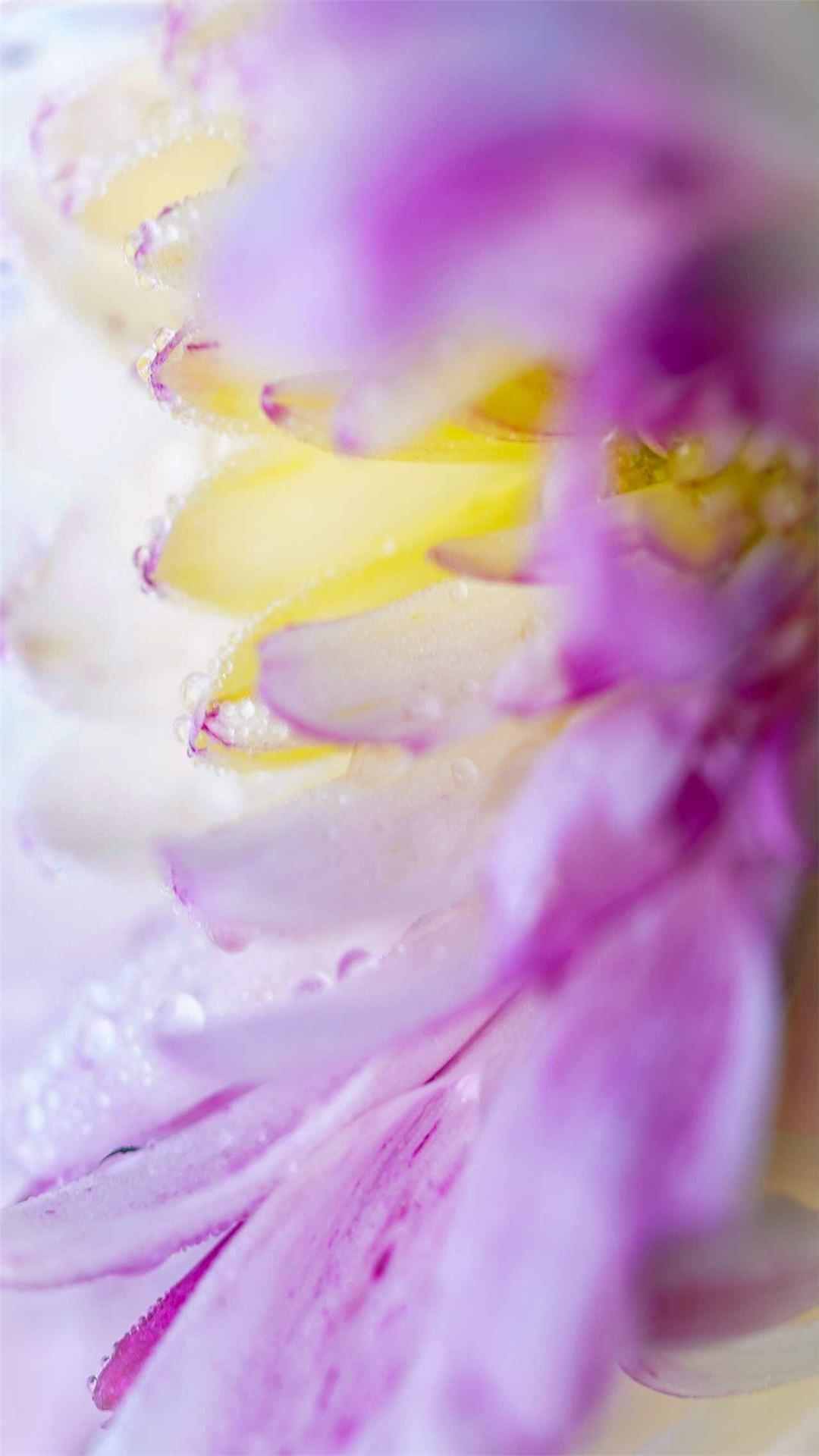 Chrysanthemum Flower iPhone Wallpaper