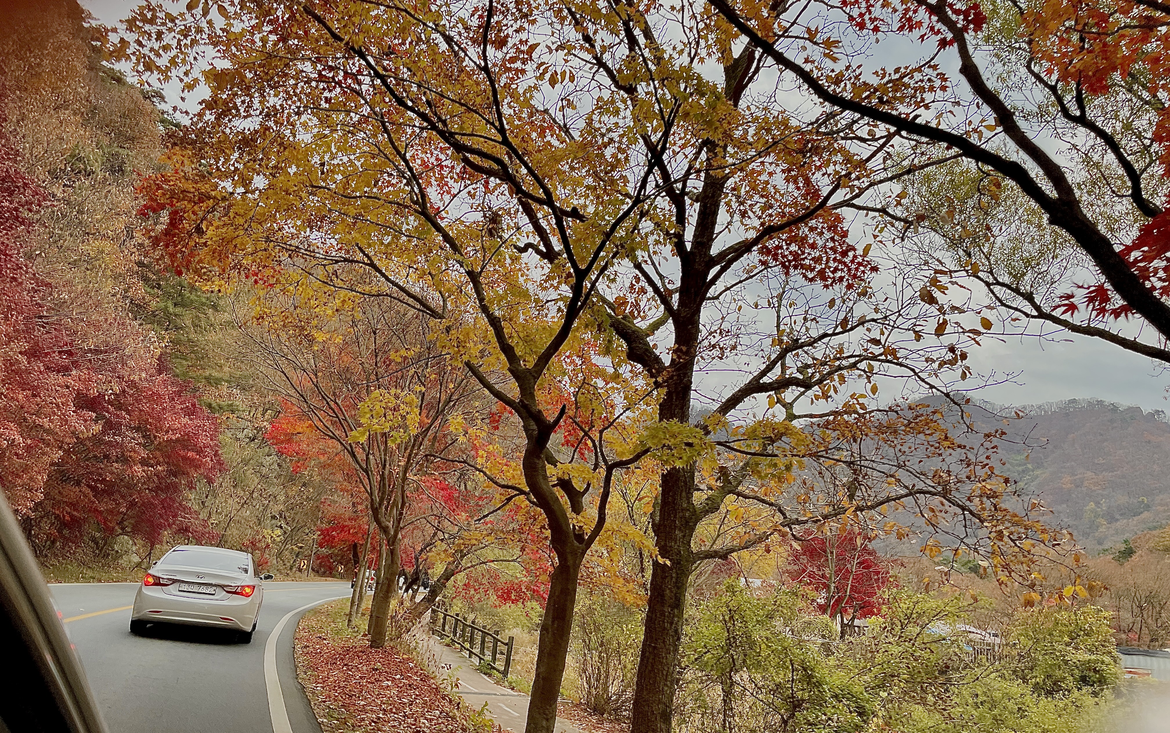 정읍 단풍