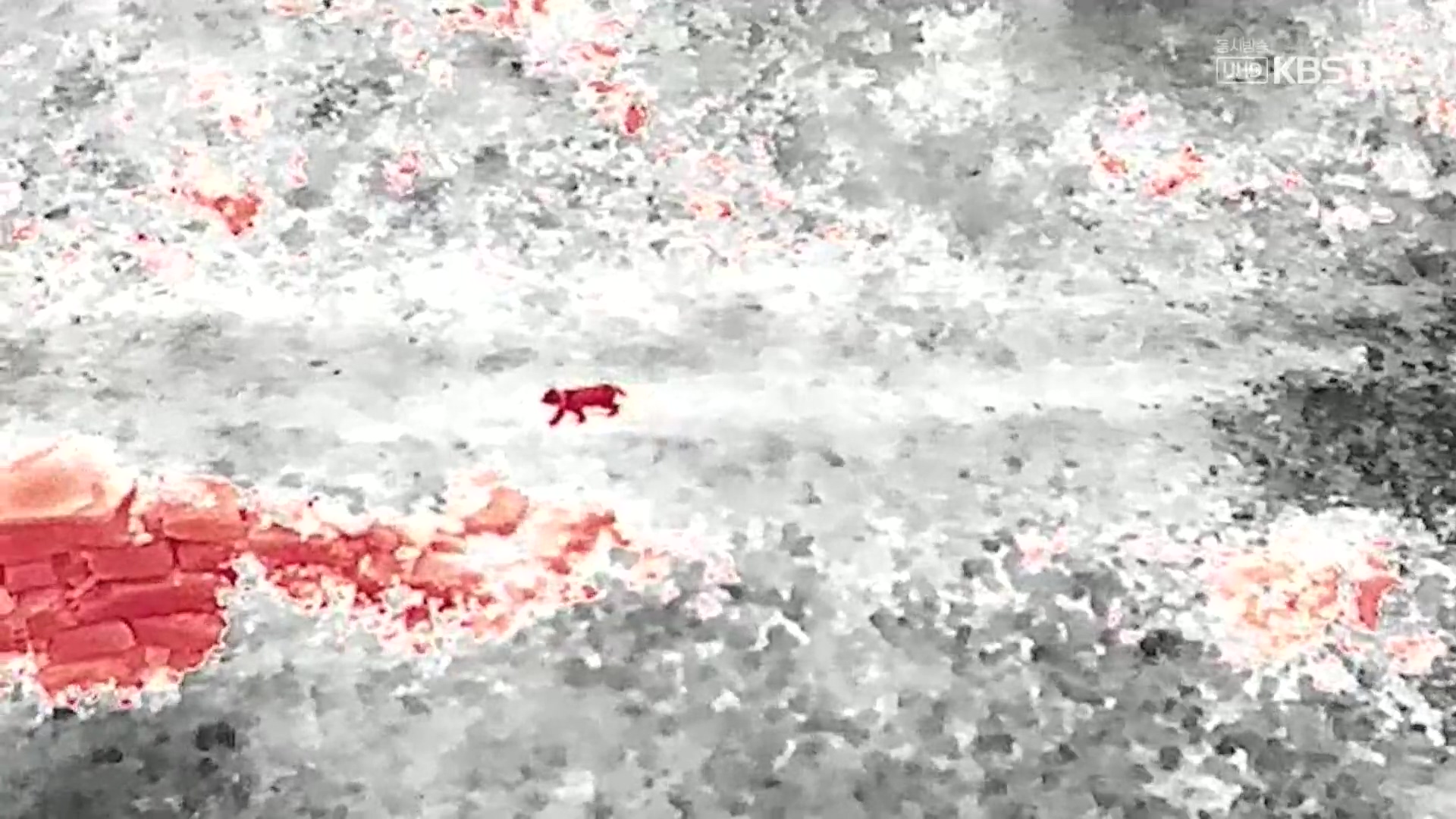 다큐 인사이트.E176.231214p.H264-F1RST.mp4_20231215_203124.260.jpg