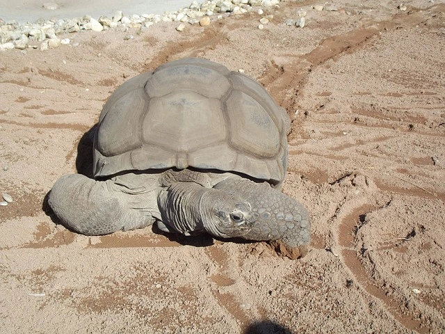 알다브라 코끼리거북 (Aldabra Giant Tortoise)