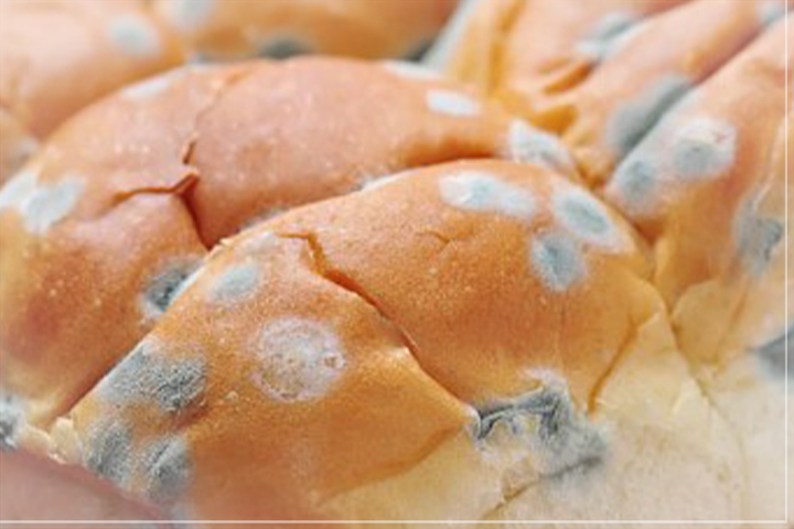 식중독-빵-곰팡이-이미지