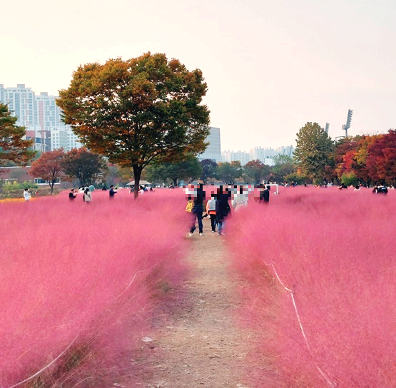  미사리 조정경기장 : 핑크뮬리를 보며 자전거 탈 수 있는 근교 나들이