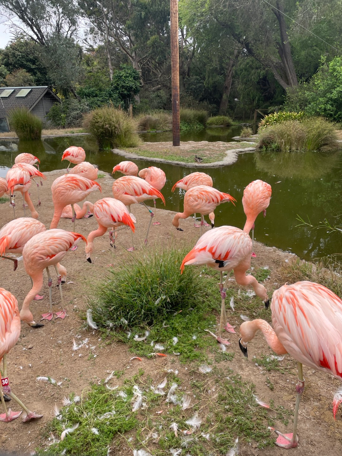flamingo at San Francisico Zoo