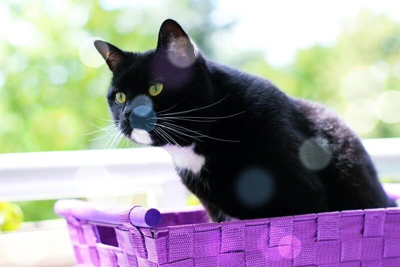 보라색-네모-바구니에-앉아있는-검은고양이
