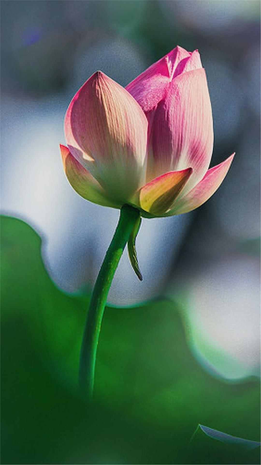 Lotus Flower iPhone Wallpaper