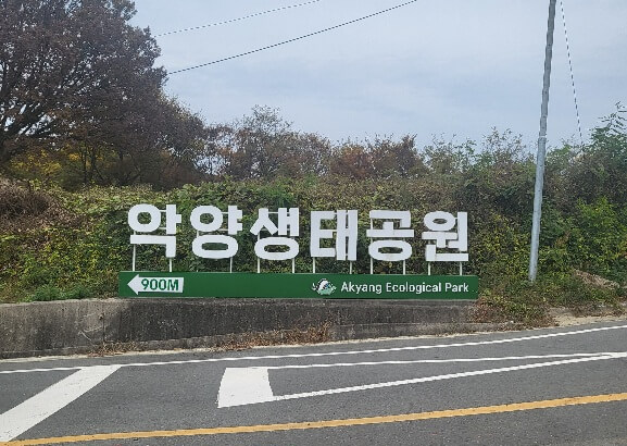 함안 악양생태공원 핑크뮬리