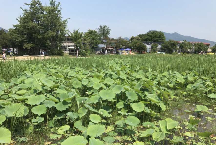 양평 두물머리