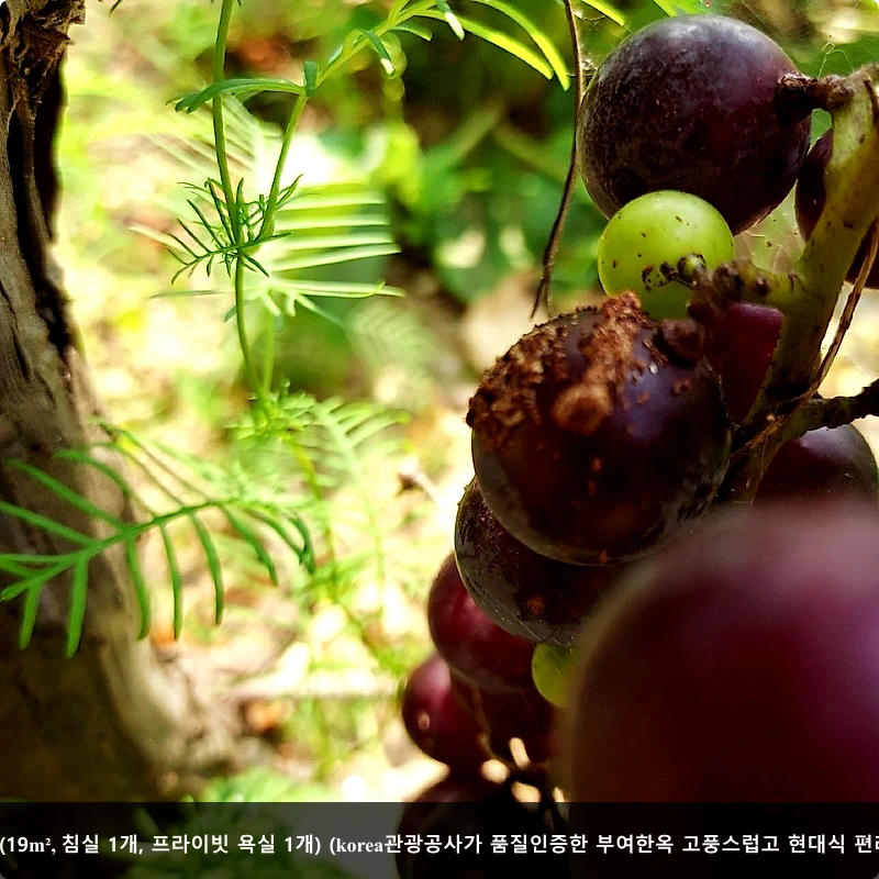 익산 뚜벅텔2 (Iksan Tubucktel 2)_4