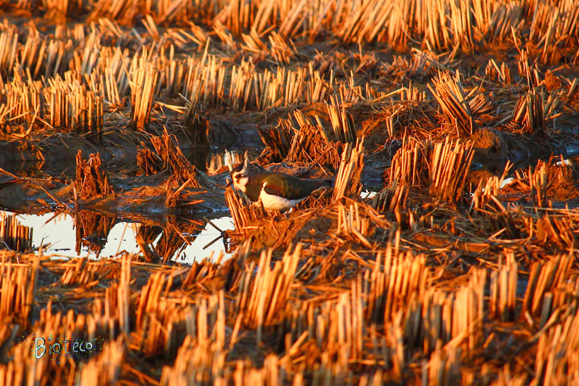 댕기물떼새(Vanellus vanellus)_2021.12.04.