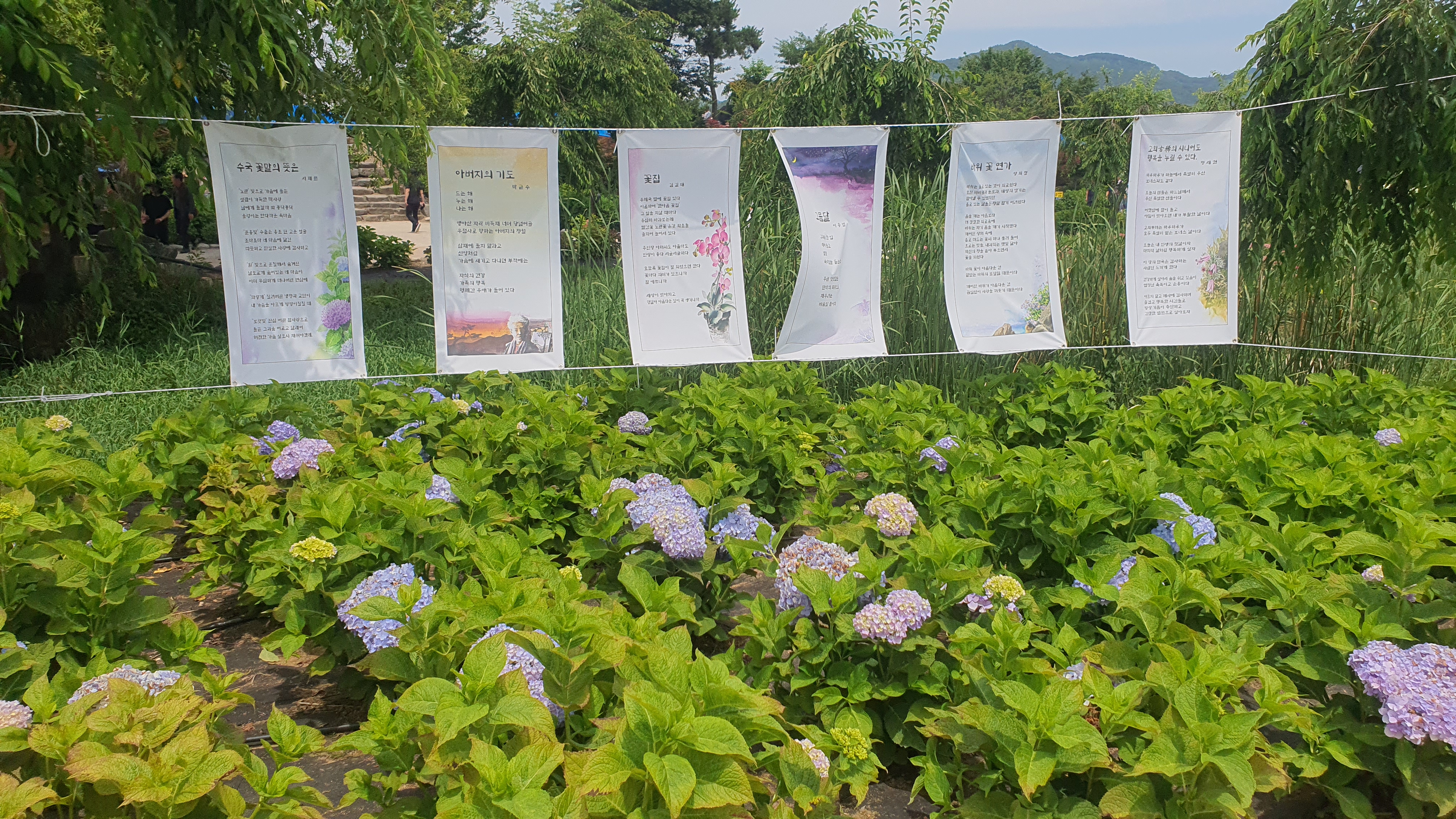공주 유구 수국축제 주차정보(6월 충남 꽃축제)