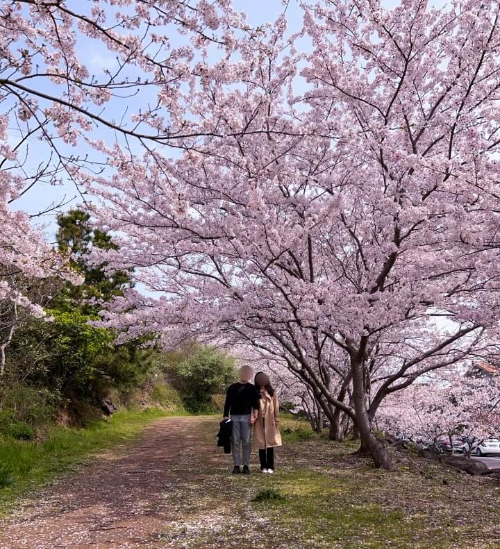 제주도-도두봉-벚꽃