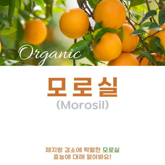  모로실(Morosil) 효능 5가지와 부작용, 체지방 감소 원하시는분 Go!