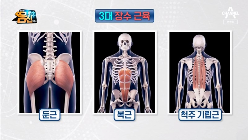  노화예방을 위한 3대 장수근육(항중력근) 지키기(나는몸신이다)