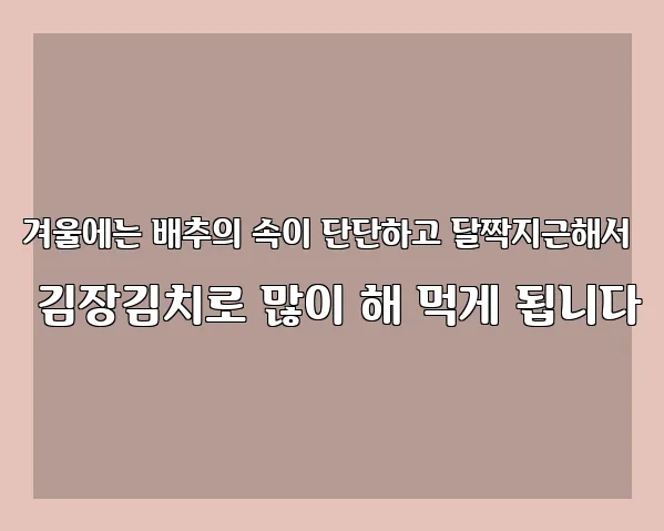 겨울에는 배추의 속이 단단하고 달짝지근해서 김장김치로 많이 해 먹게 됩니다