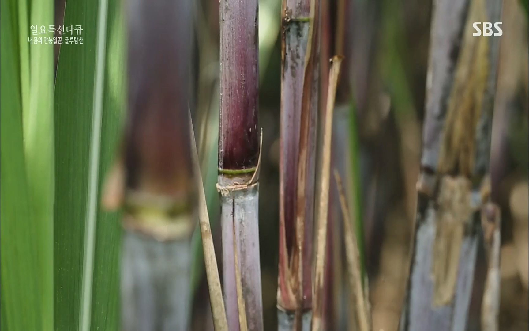 일요 특선 다큐멘터리.E283.220717p.H264-F1RST.mp4_20220718_202858.448.jpg