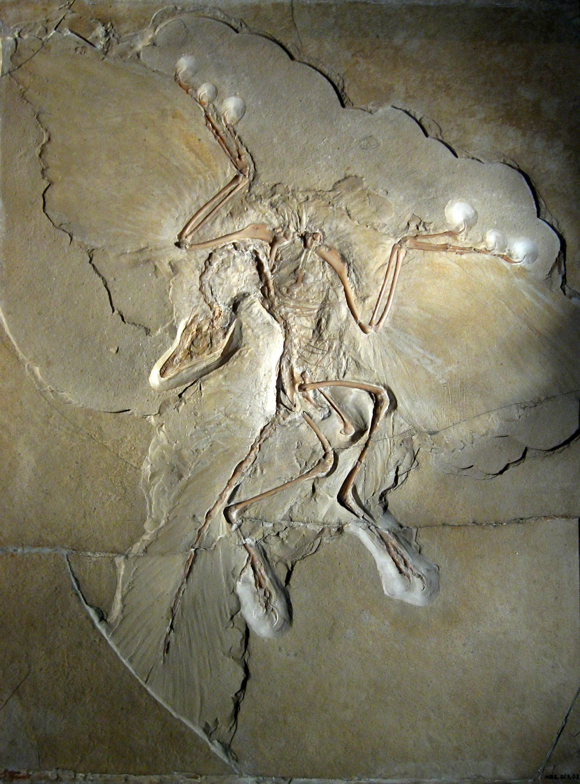 [화석 백과] 시조새 Archaeopteryx lithographica