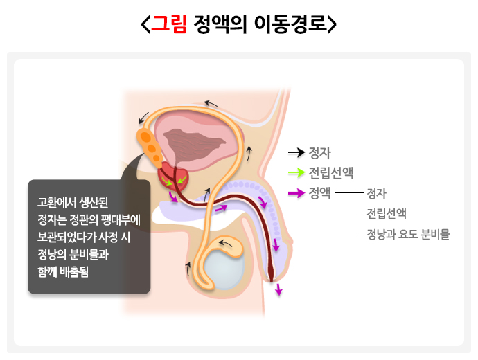 전립선에 좋은 음식