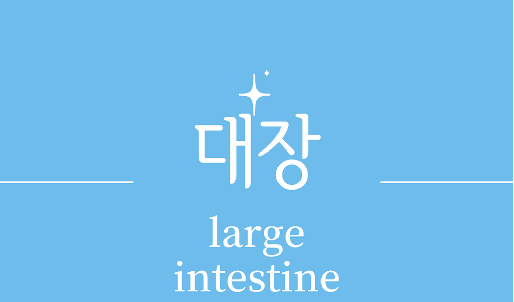 &#39;대장(large intestine)&#39;