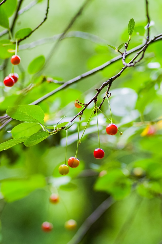 초록색-나뭇잎들을-배경으로-나뭇가지에-간간이-매달려-있는-빨간색-체리열매들