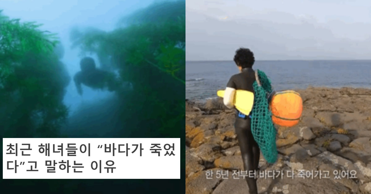  최근 해녀들이 "바다가 죽었다"라고 말하는 이유