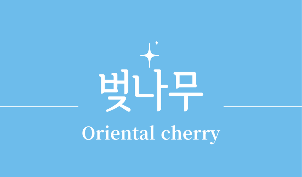'벚나무(Oriental cherry)'