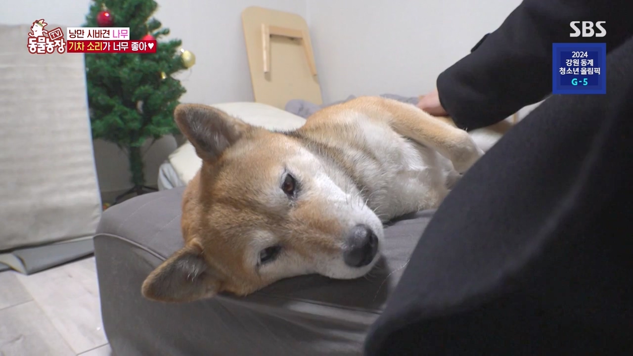 TV 동물농장.E1154.240115p-NEXT.mp4_20240114_184345.810.jpg