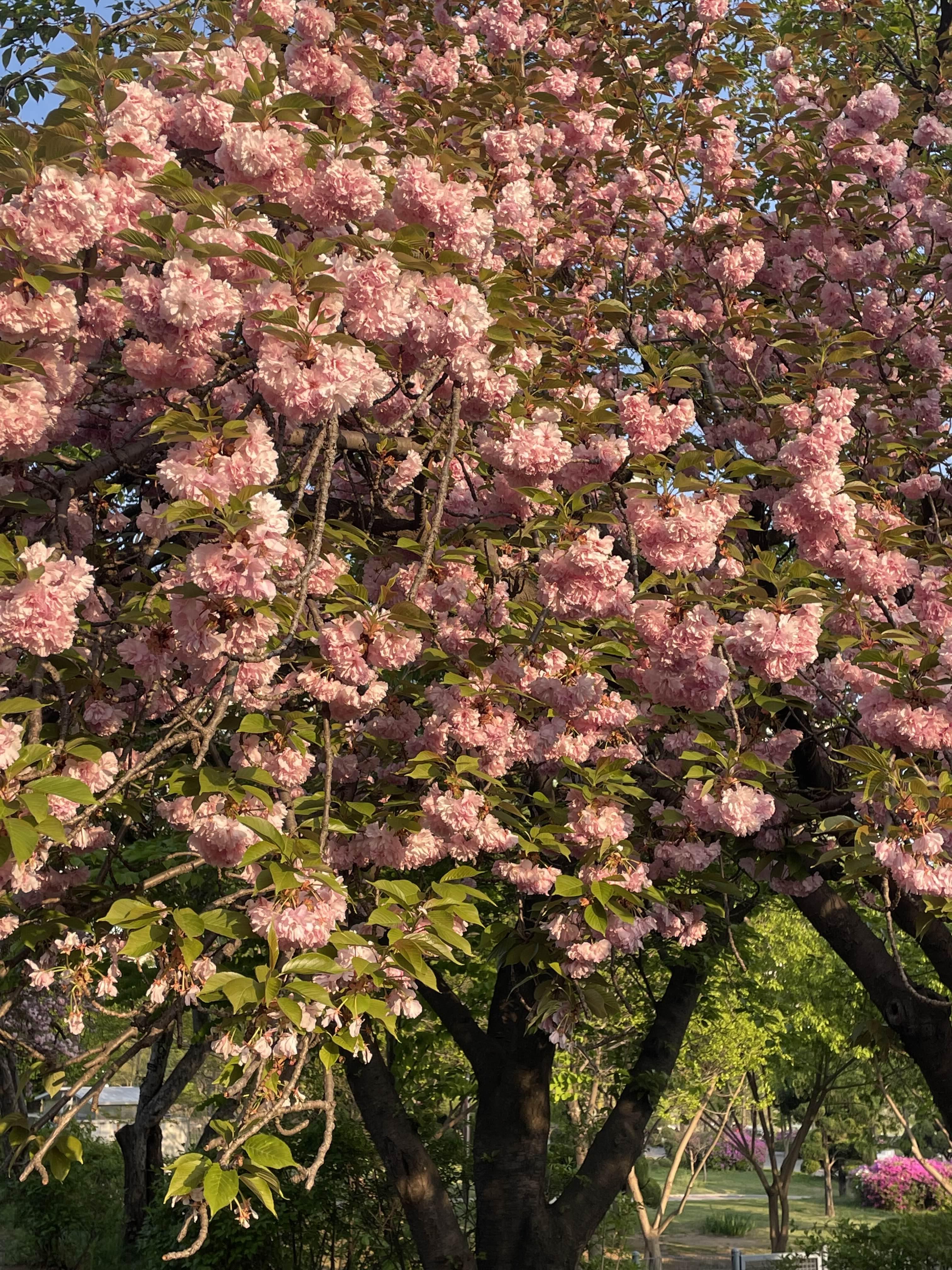  [보라매] 서울 겹벚꽃 명소 <보라매공원>
