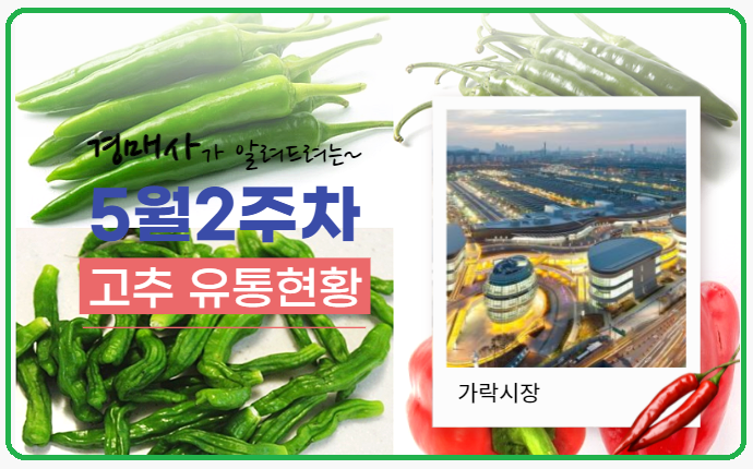  경매사 따거가 알려드리는 가락시장 고추 경매이야기(5월 2주차)