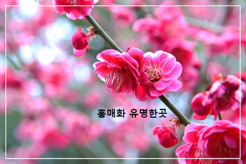 홍매화