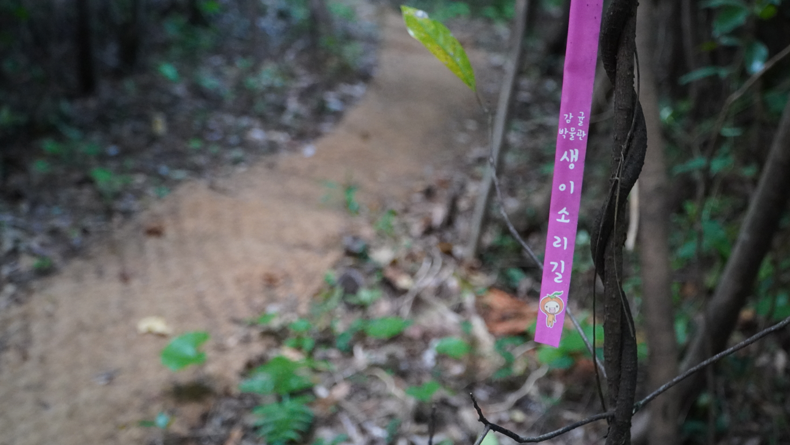  제주도 비대면 안심 관광지 -감귤박물관_월라봉산책로, 마흐니숲길, 이승이오름, 고살리숲길,서중천탐방로, 신흥리동백길&향나무, 영천악, 옥돔마을 , 위미항, 남원항