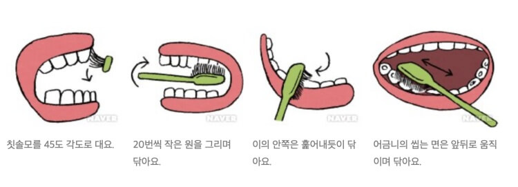 올바른 양치질 방법