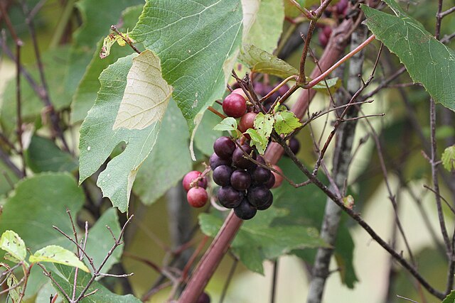 Vitis labruscana