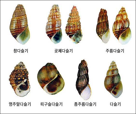 다슬기-종류