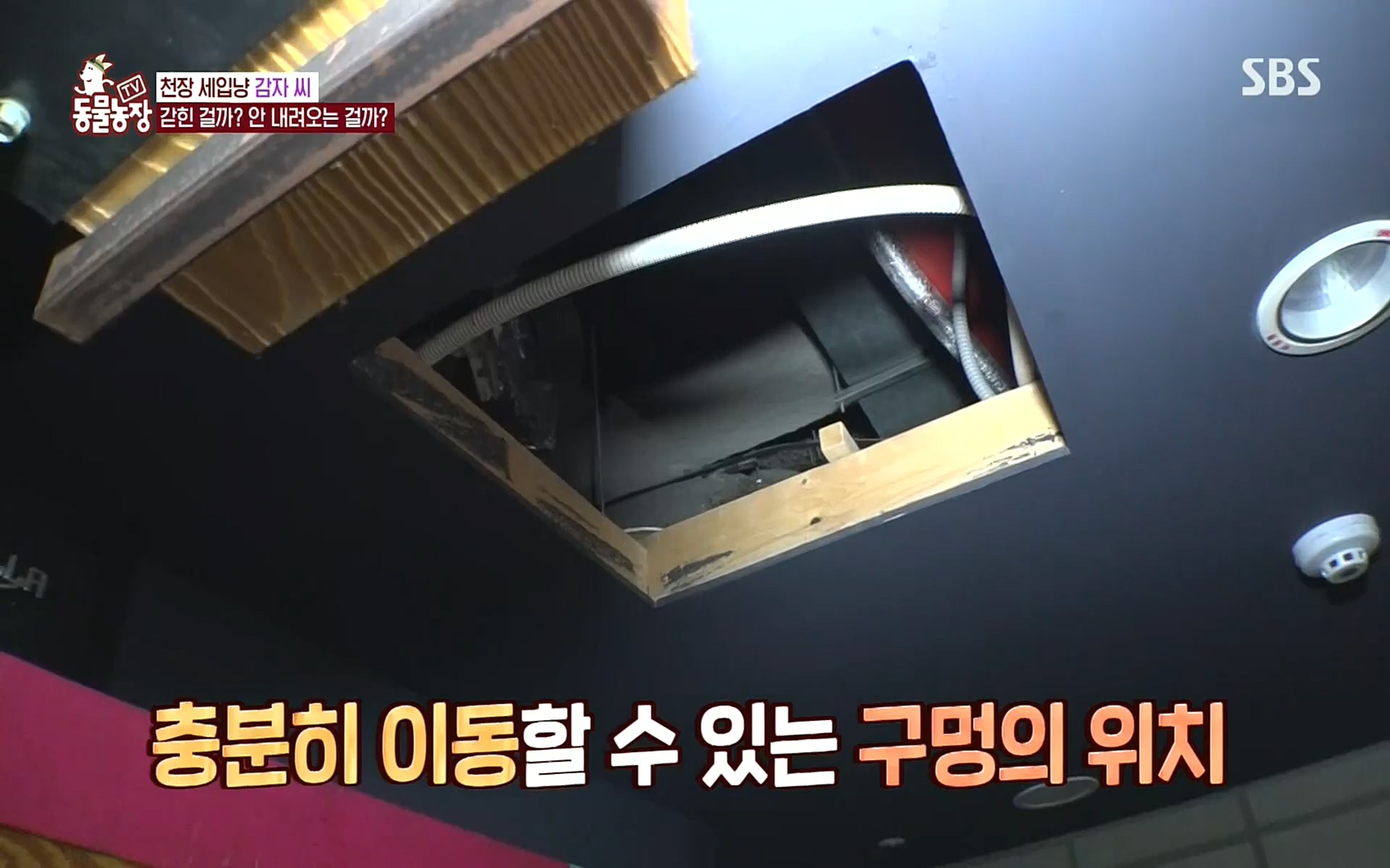 TV 동물농장.E1081.220807p.H264-F1RST.mp4_20220807_213623.306.jpg