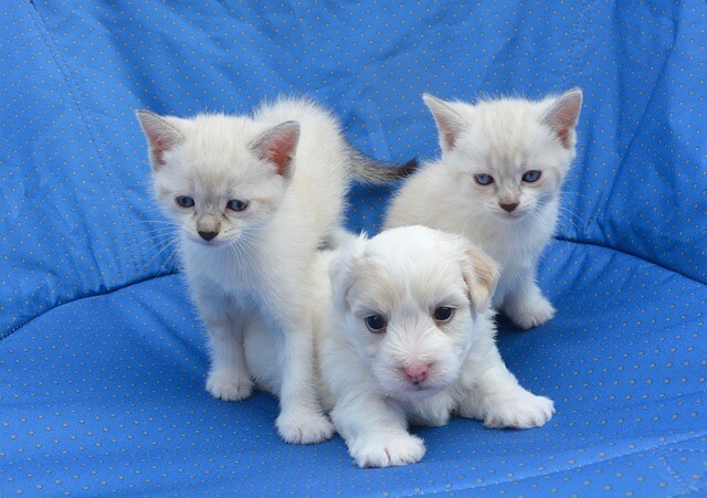 개와-고양이-사진