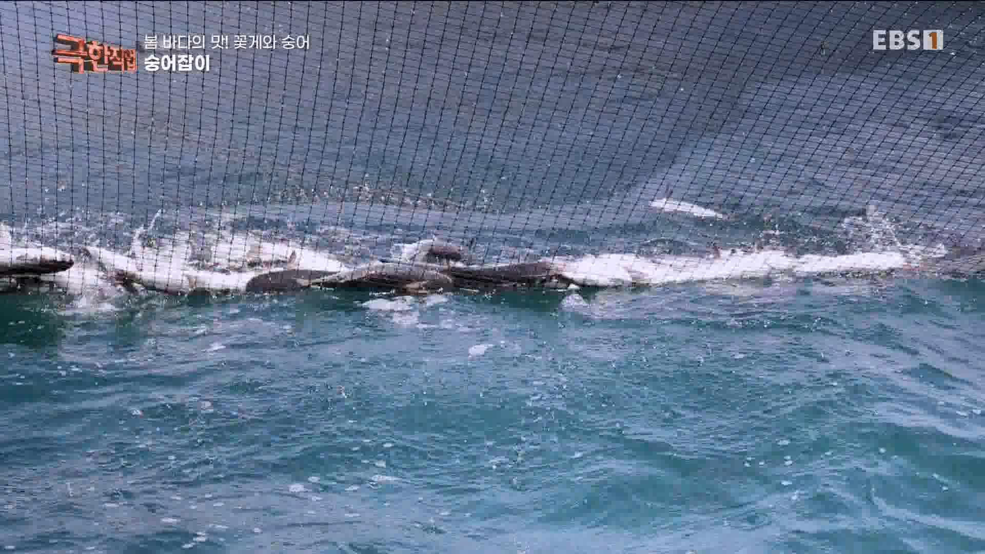 극한 직업 꽃게와 숭어 1080p.mp4_20230530_194651.656.jpg