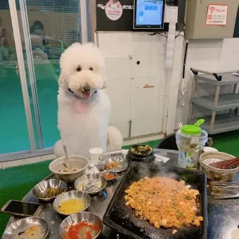강아지 동반 애견 동반 여행 국내 베스트 10_24
