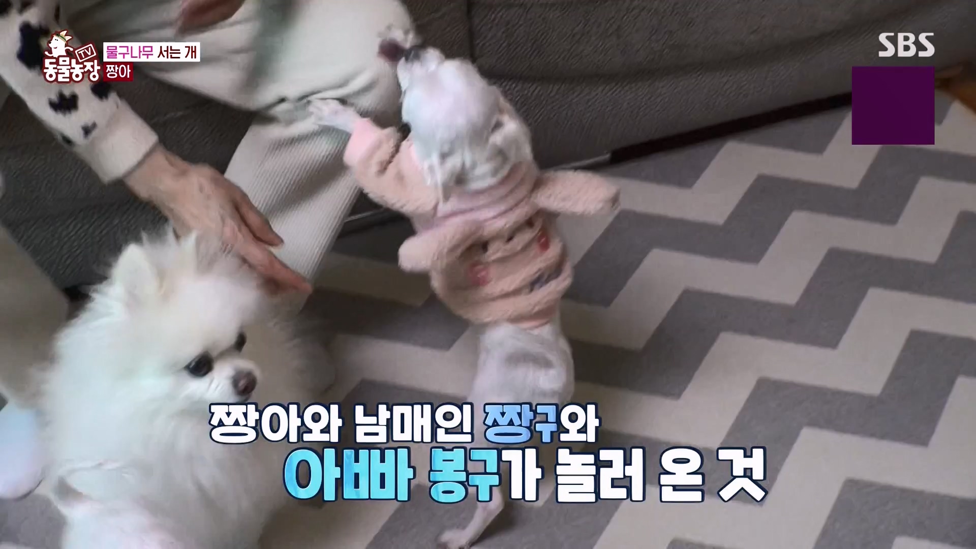 TV 동물농장.E1157.240204p-NEXT.mp4_20240204_172412.737.jpg
