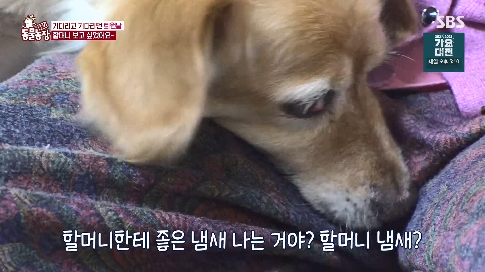 TV 동물농장.E1151.231224p-NEXT.mp4_20231224_154147.972.jpg