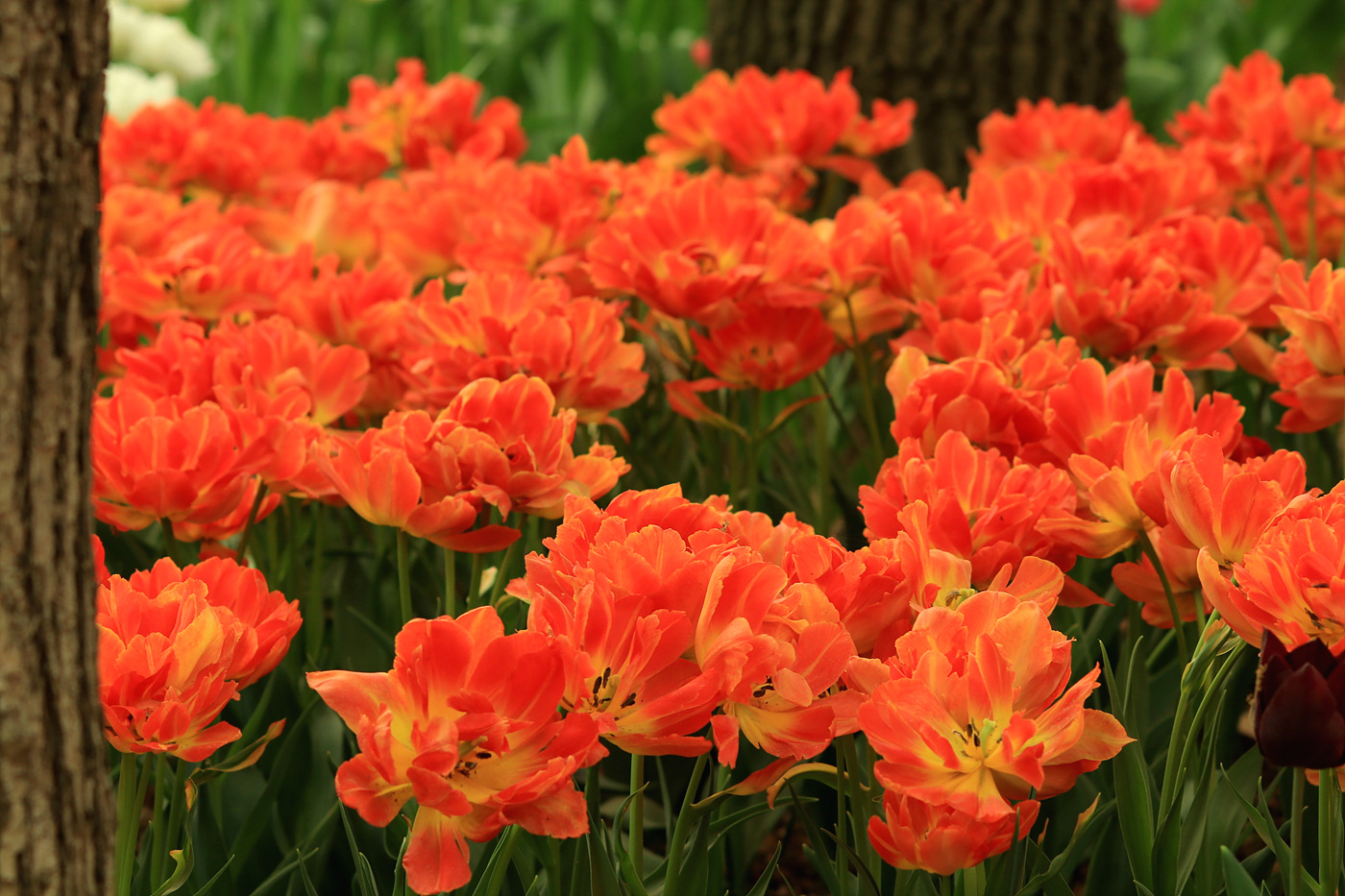 주말 서울숲 튤립 개화 현황… 26