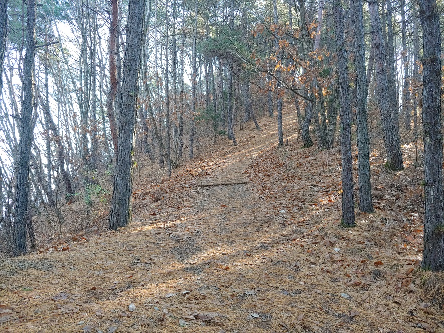 산속-길