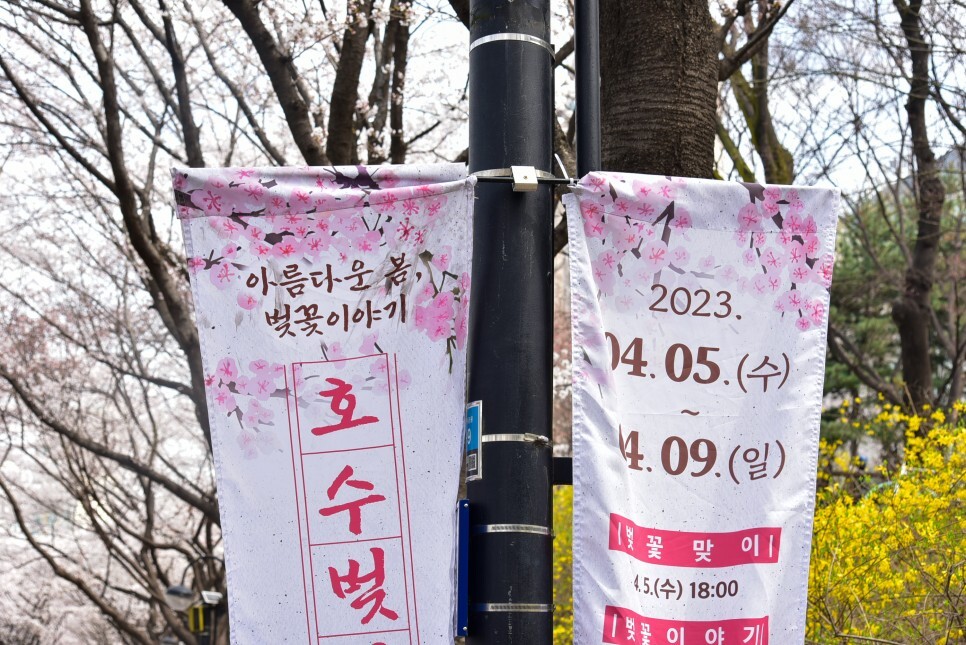 벚꽃