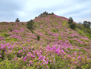 보성-가볼만한곳-철쭉-명소-초암산