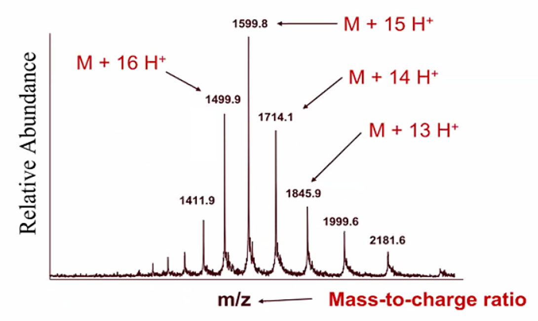 트립시노겐(Mw : 23983)의 ESI 질량분석 결과 (deconvolution 하기 전)
